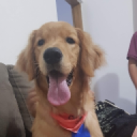 Faioli