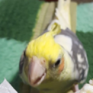 luizxf